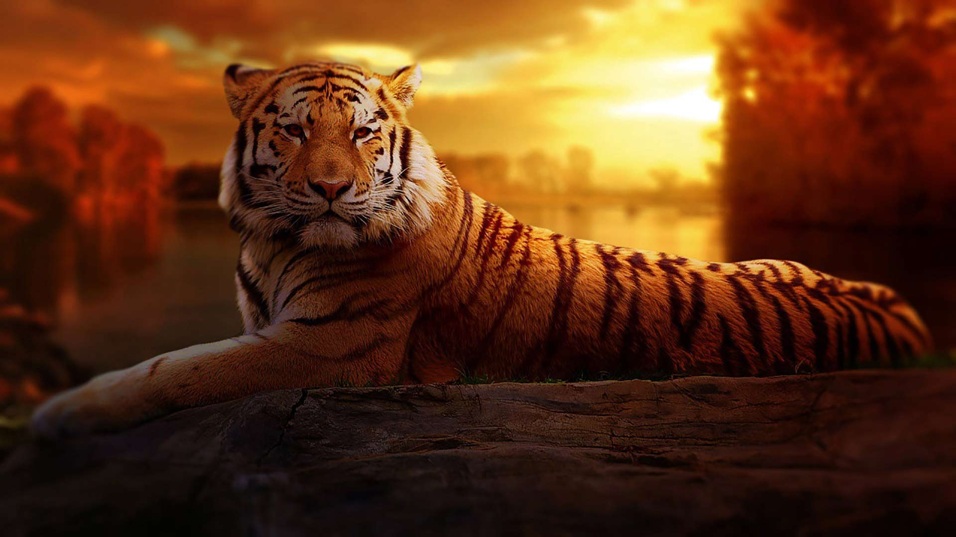Siberian Tiger Animal Hd Wallpaper - Imagens De Tigres Asiaticos - HD Wallpaper 
