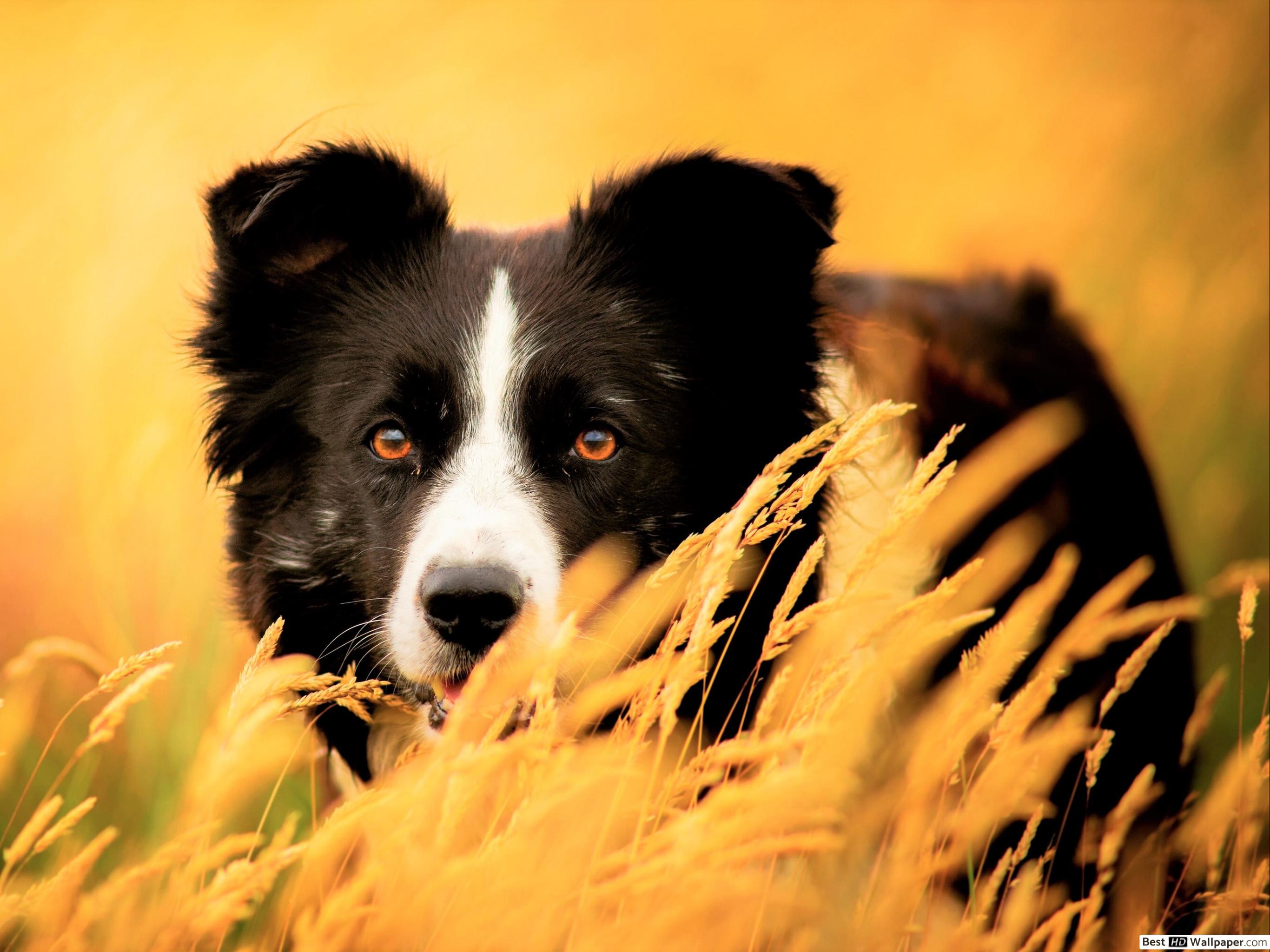Desktop Border Collie - HD Wallpaper 