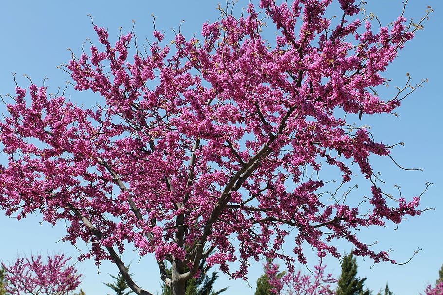 Redbud, Tree, Oklahoma, State, State Tree, Symbolic, - Oklahoma State Tree - HD Wallpaper 