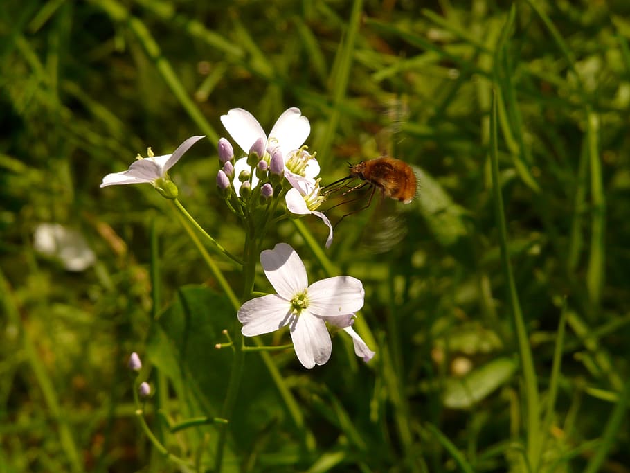 Great Wollschweber, Insect, Bombylius Major, Bombyliidae, - Bee Flies - HD Wallpaper 
