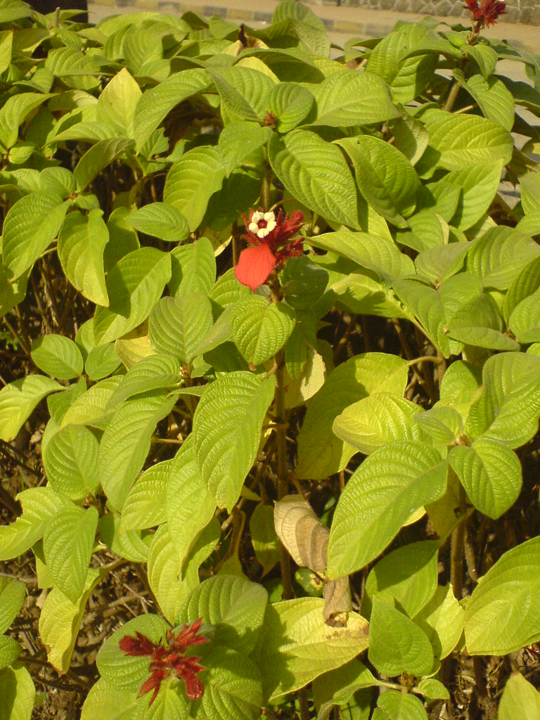 Impatiens - HD Wallpaper 