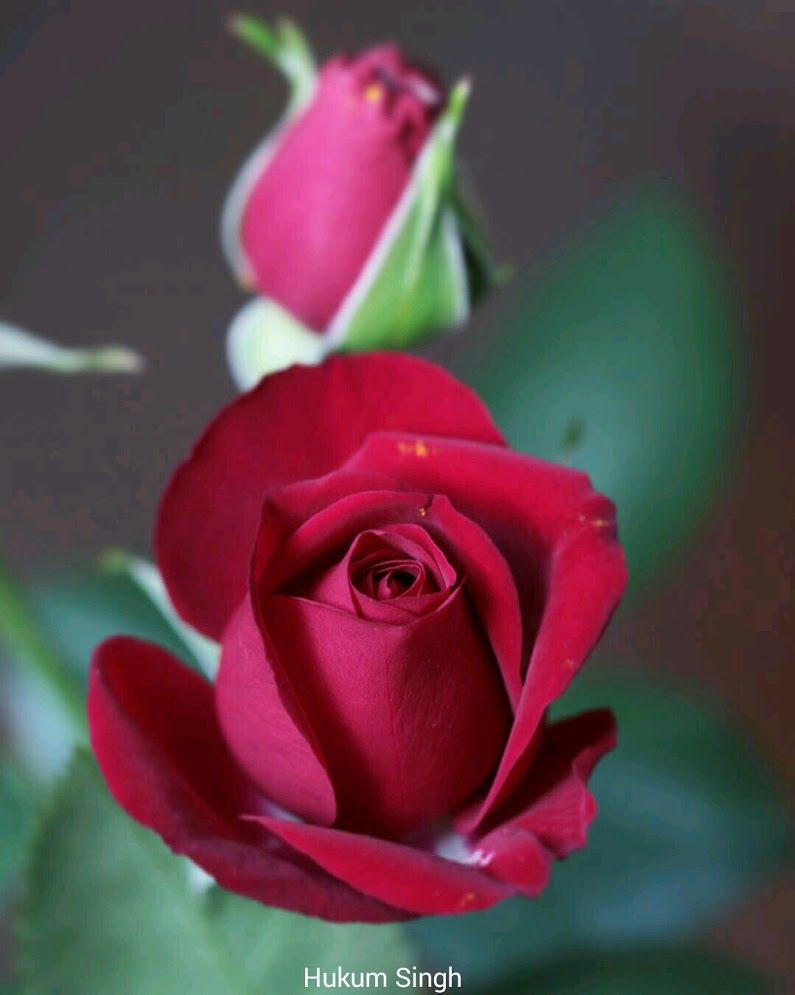 Garden Roses - HD Wallpaper 