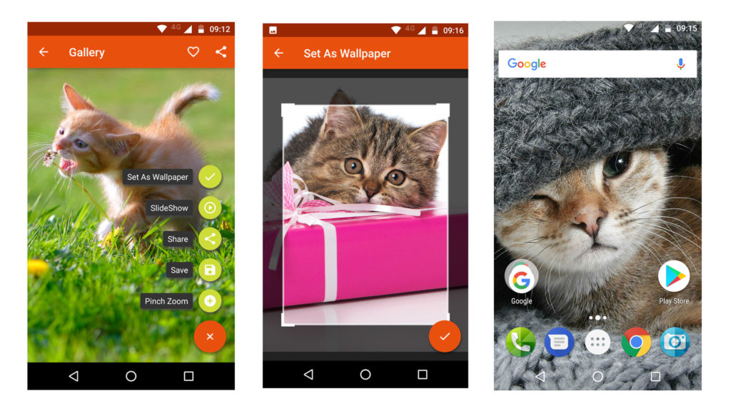 Domestic Short-haired Cat - HD Wallpaper 