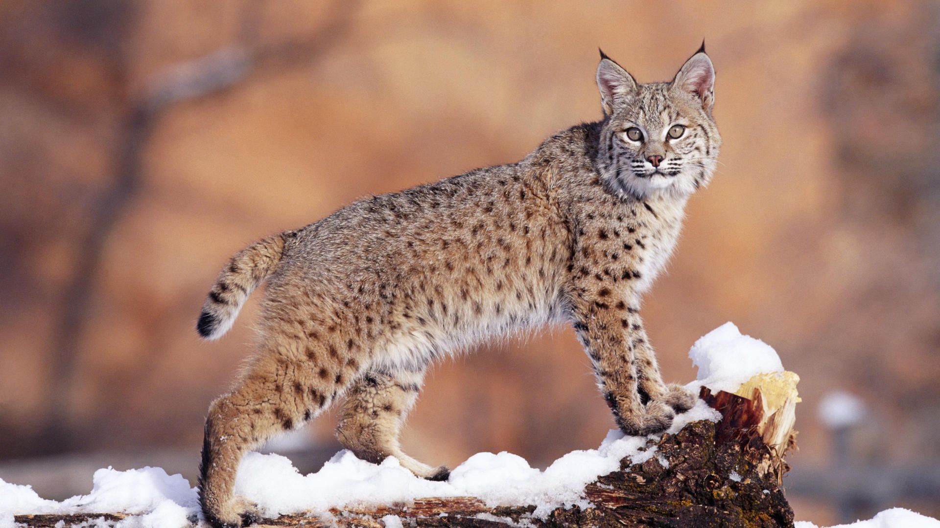 Bobcat Hd - HD Wallpaper 