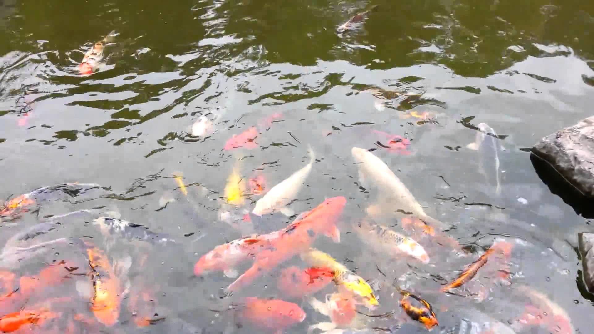 Koi Fish Zen Garden - Fish Pond - HD Wallpaper 