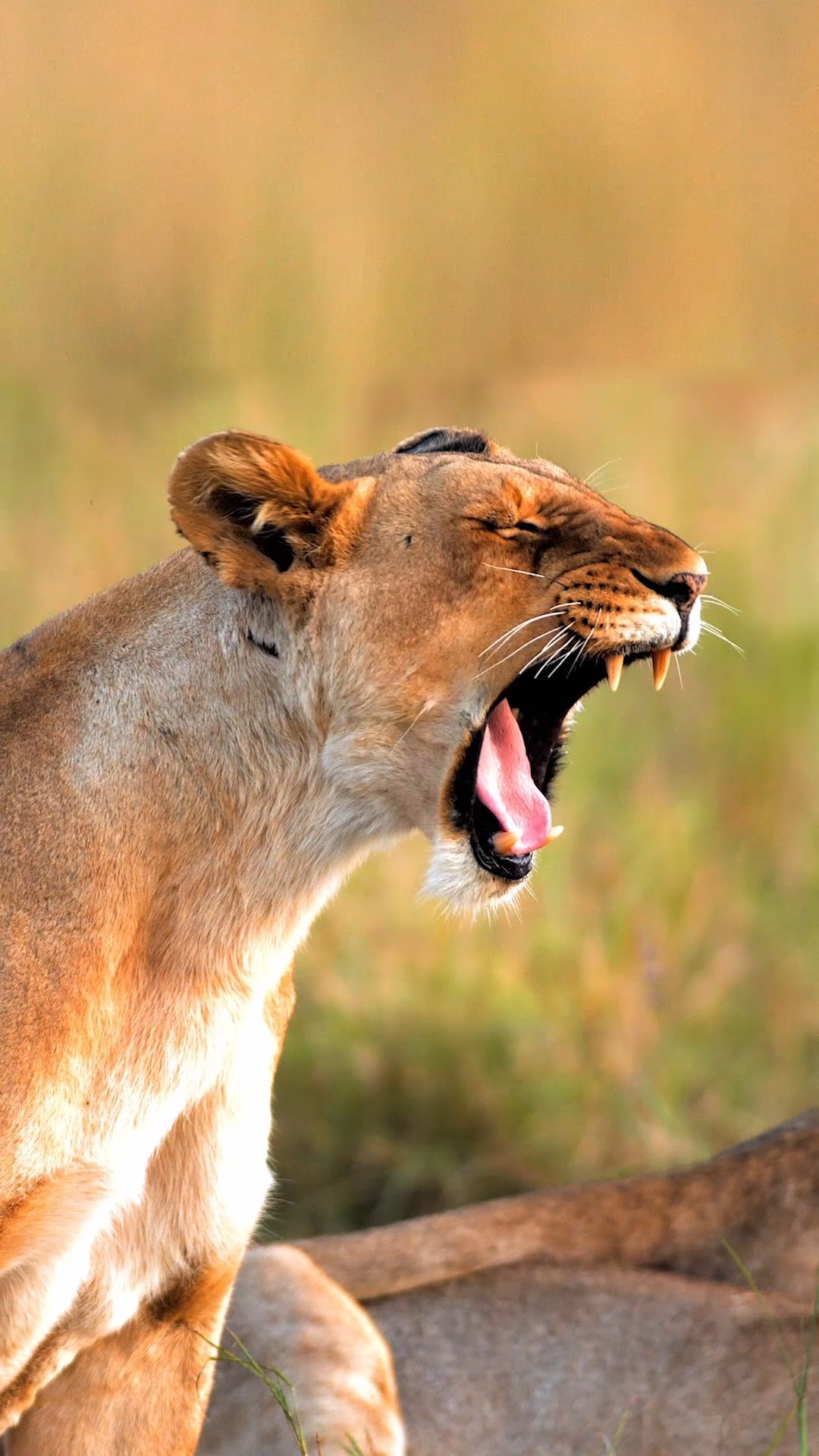 Incredible Live - HD Wallpaper 