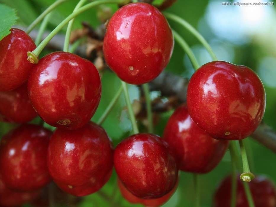 Download Mobile Wallpaper Plants, Fruits, Sweet Cherry, - Широкоформатные Обои На Рабочий Стол - HD Wallpaper 