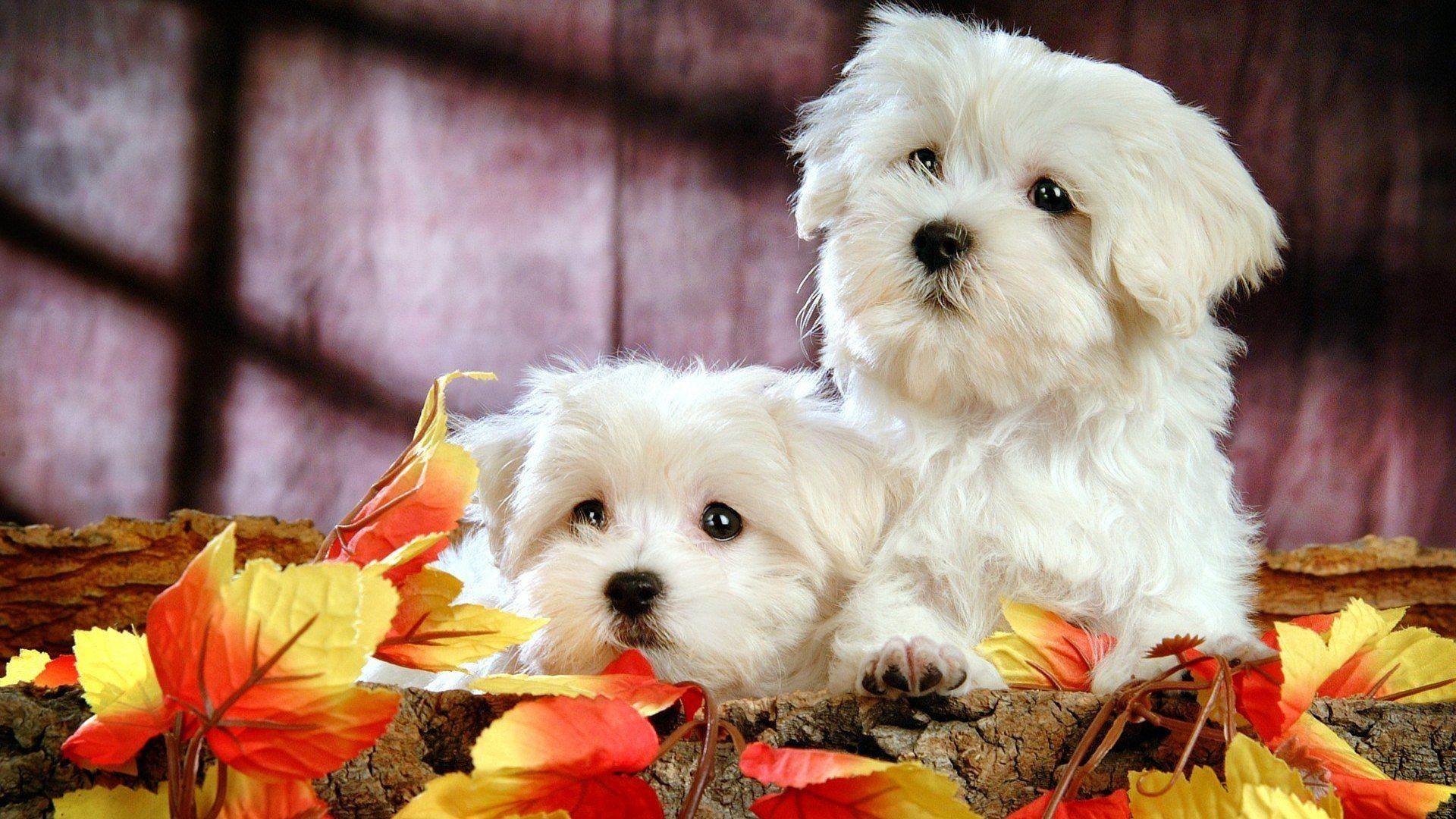 Sweet Dolls Live Wallpaper Hd Android Apps On Google - Desktop Wallpaper Hd Puppy - HD Wallpaper 