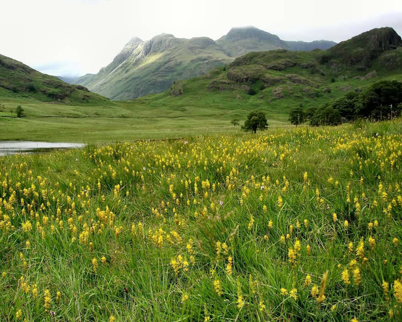 Cowslip - HD Wallpaper 