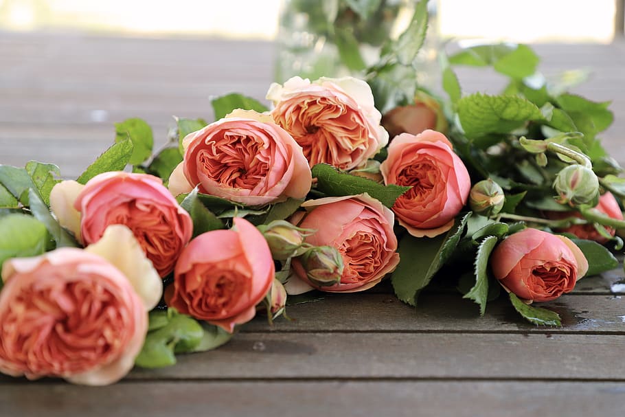 Rose, Flowers, Rosa, English Rose, Fiorita, Beauty, - Rose - HD Wallpaper 