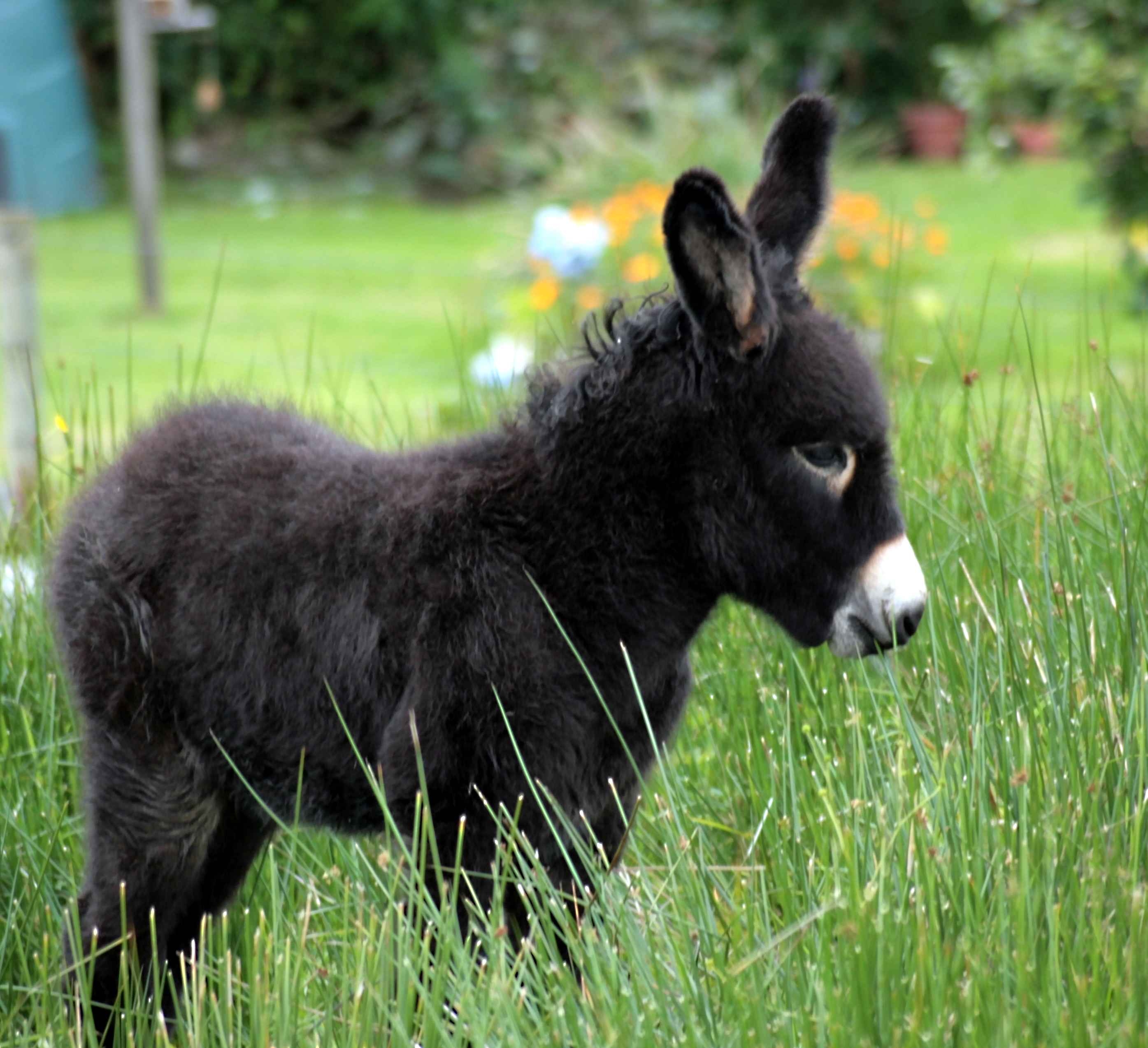 Black Baby Donkey - HD Wallpaper 
