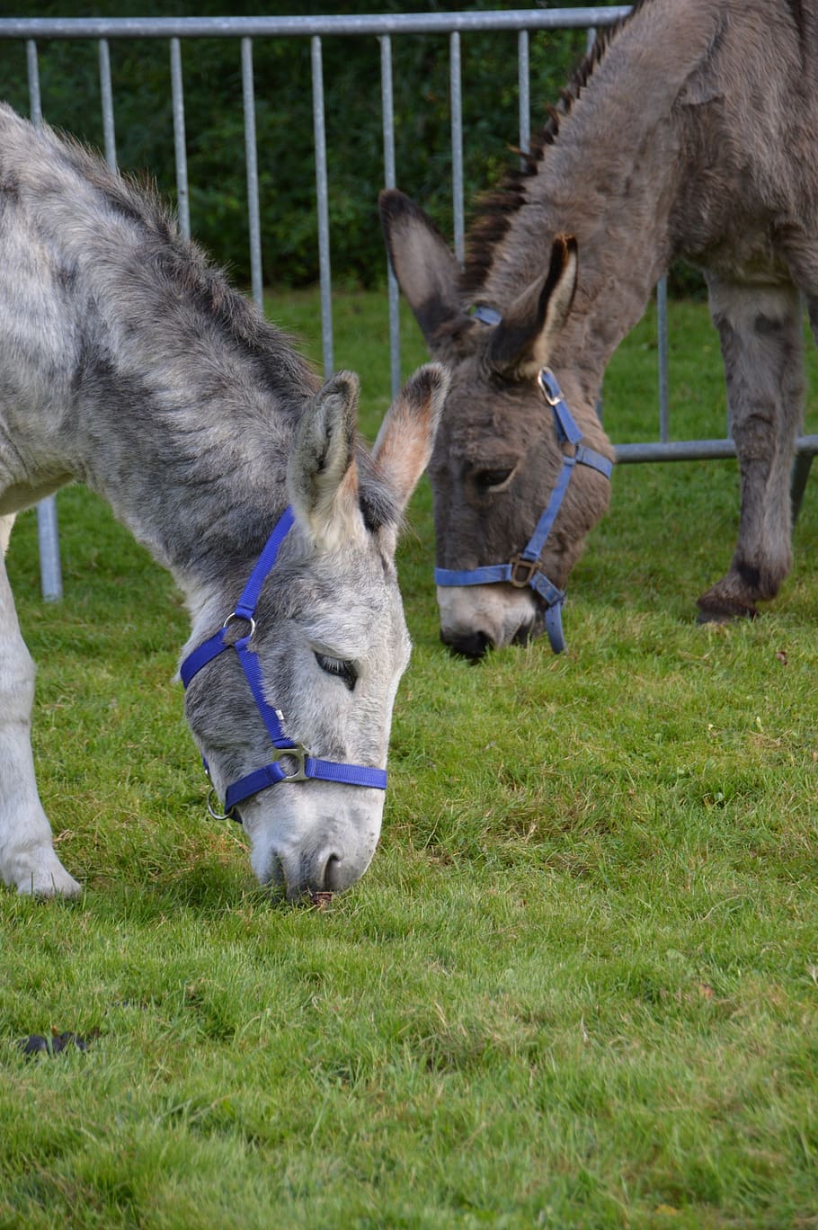 Donkey, Animal, Mammal, Mule, Grey, Coat, Equestrian, - Burro - HD Wallpaper 