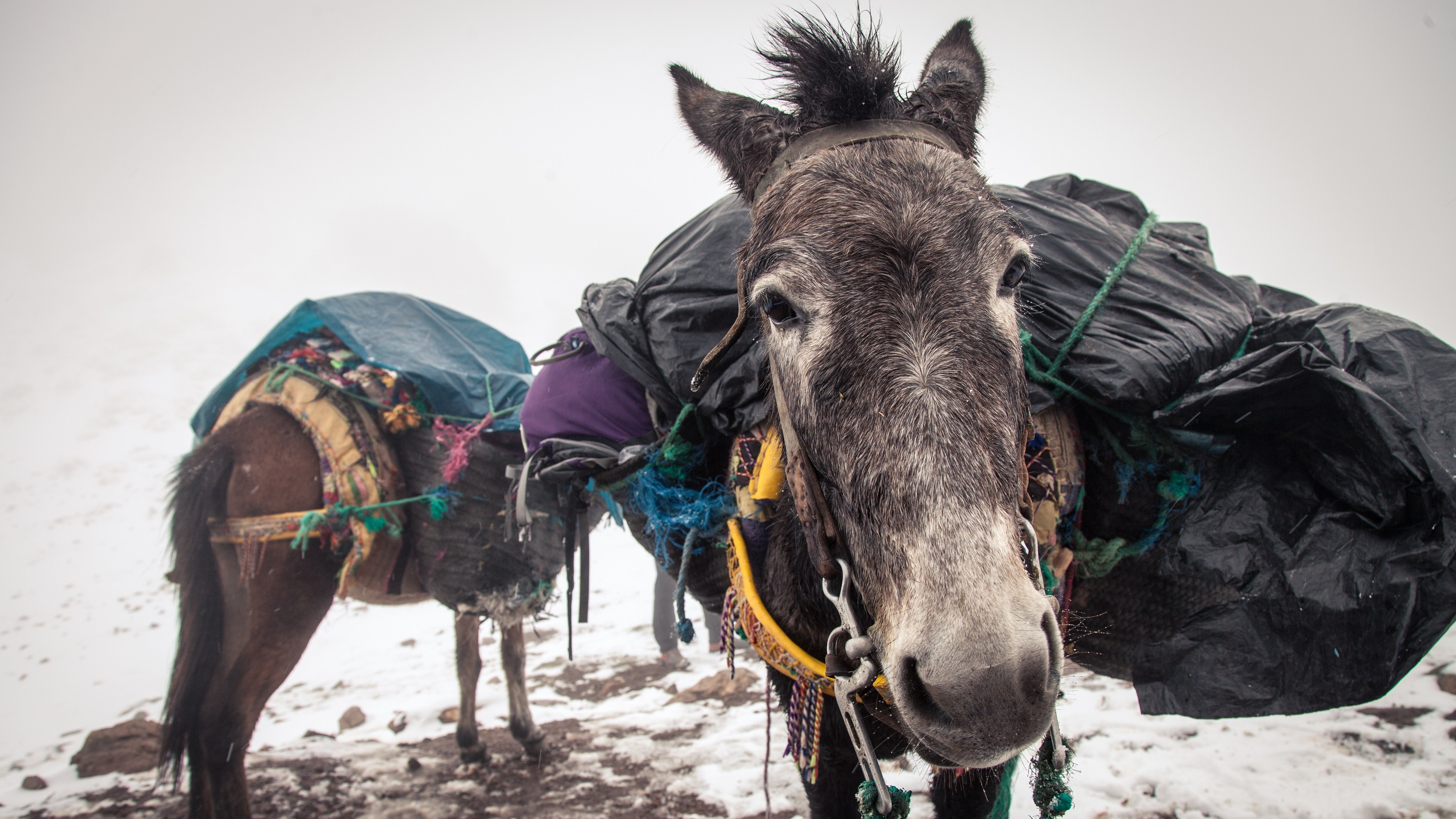 Donkey Desktop Widescreen 4k Wallpaper - Pack Mule - HD Wallpaper 