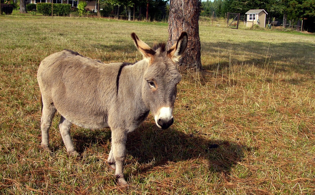 Donkey Backgrounds On Wallpapers Vista - Miniature Donkey - HD Wallpaper 
