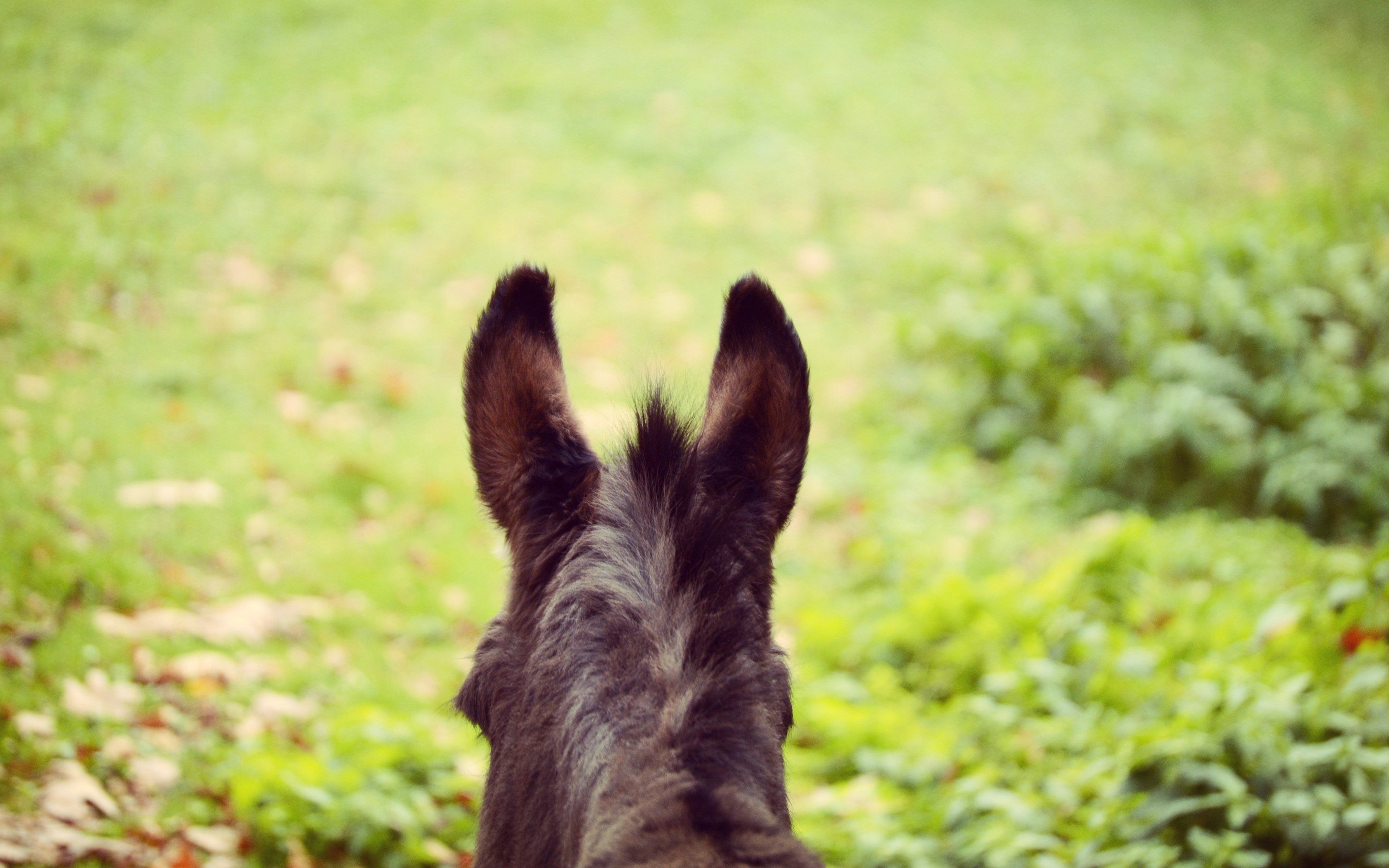 Wallpaper Donkey, Ears, Blur, Wool - Donkey - HD Wallpaper 