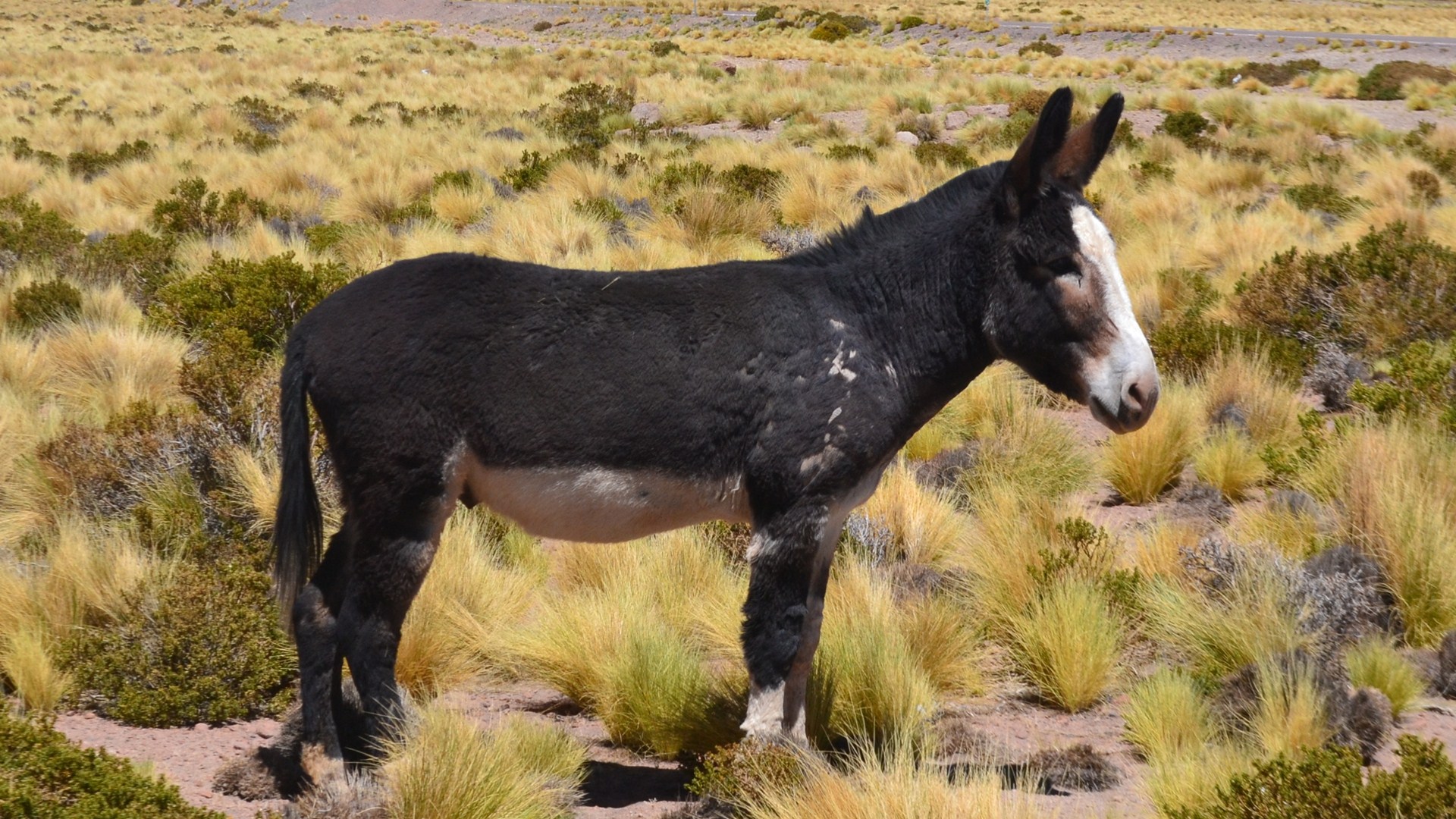 Donkey Background Wallpapers - Burro - HD Wallpaper 