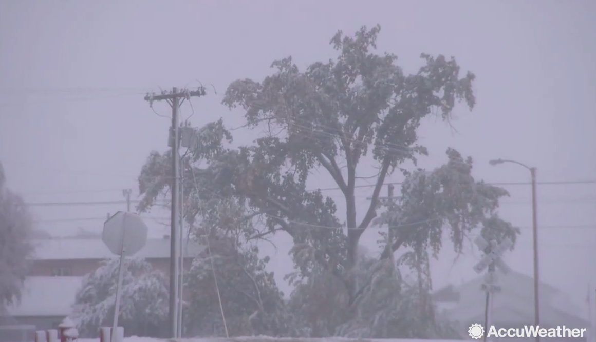 Blizzard Winter Weather Montana Snowfall - Tree - HD Wallpaper 