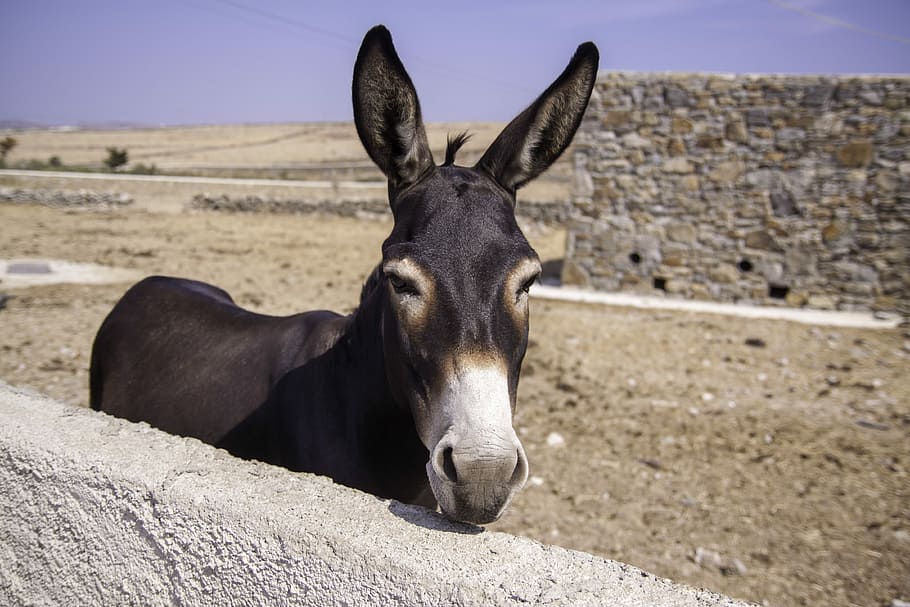 Donkey Standing Beside Concrete Wall, Brown And White - Donkey 4k - HD Wallpaper 