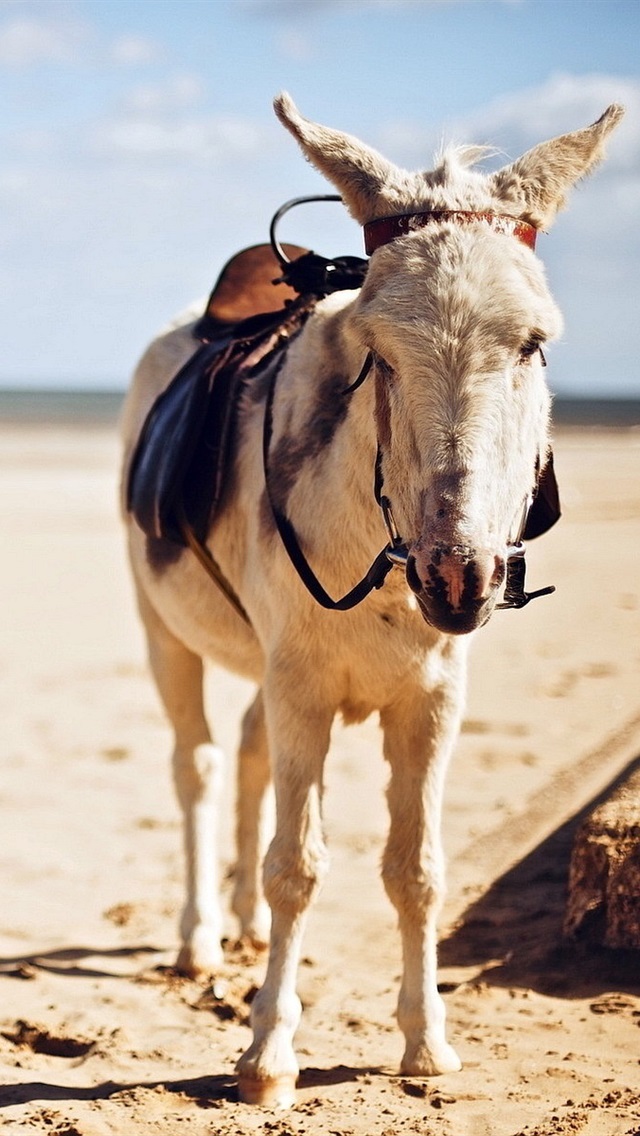 Fondos De Pantalla De Burros - HD Wallpaper 