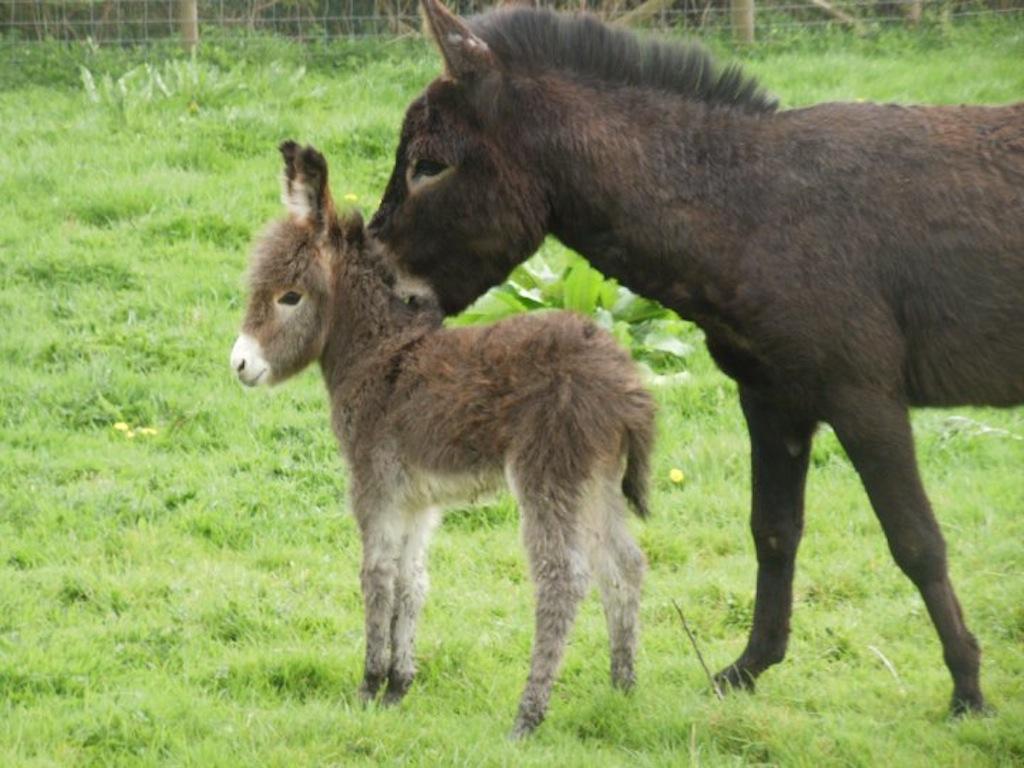 Donkey Wallpaper For Pc - Baby Donkey Tail Animal - 1024x768 Wallpaper - Donkey Wallpaper For Pc - Baby Donkey Tail Animal - 1024x768 Wallpaper -