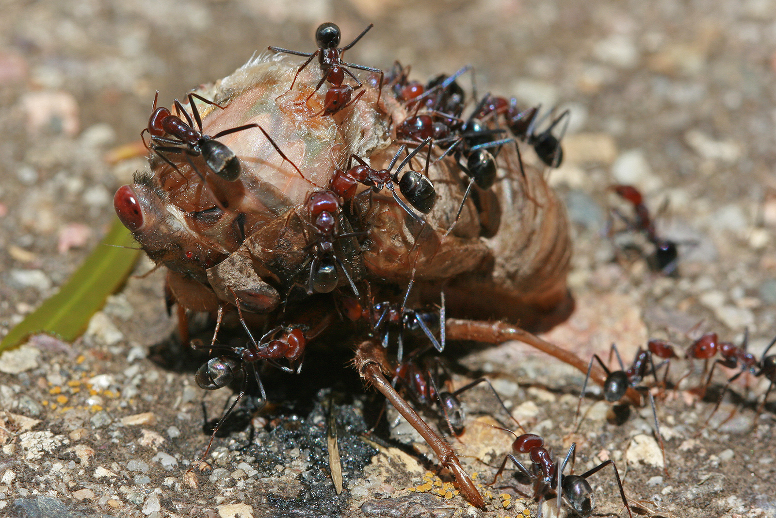 Fire Ants Killing Animals - HD Wallpaper 
