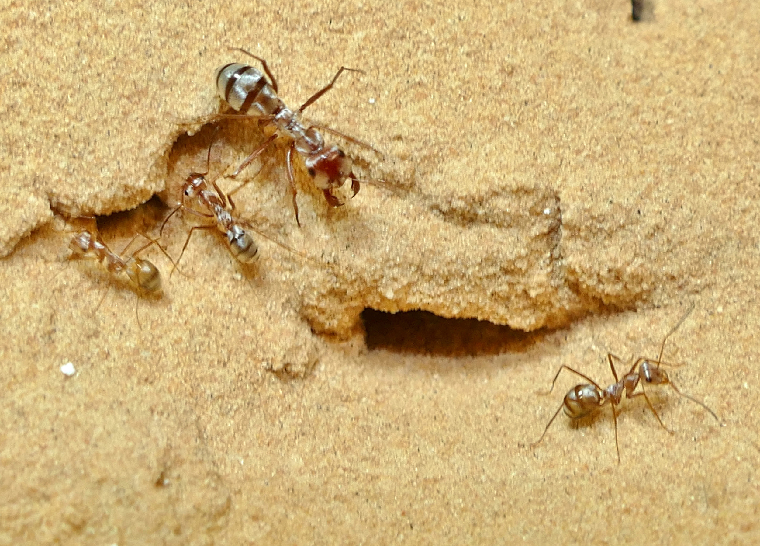 Saharan Silver Ants - Worlds Fastest Ant - HD Wallpaper 