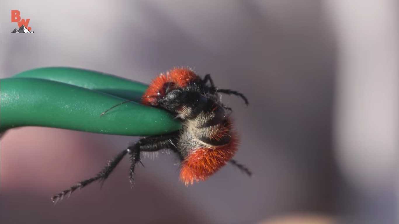 Cow Killer Velvet Ant - HD Wallpaper 