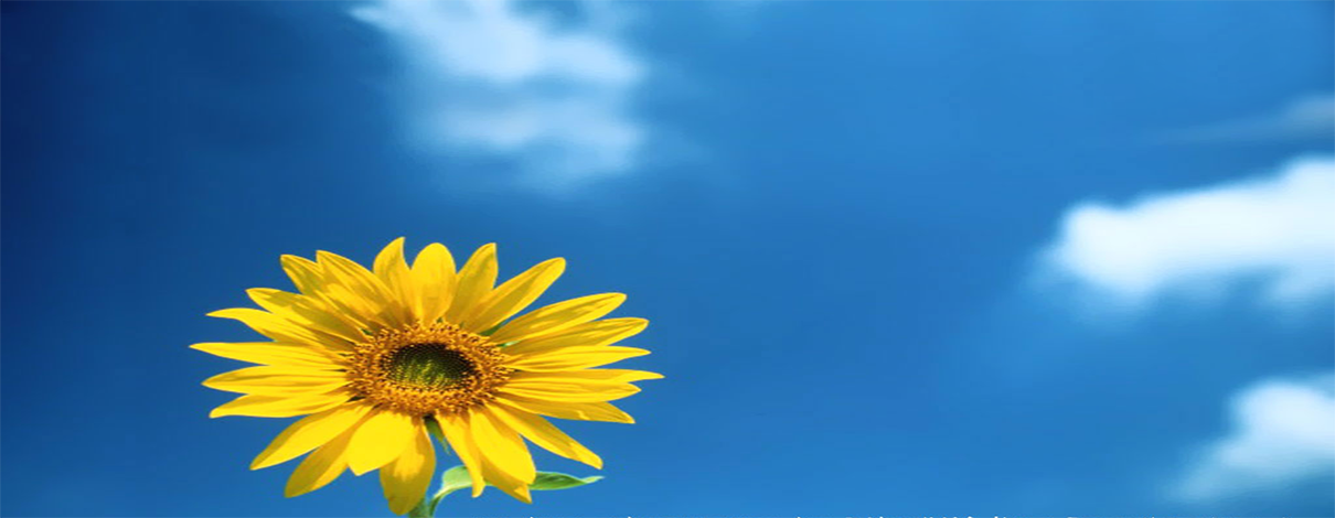 Sunflower - HD Wallpaper 
