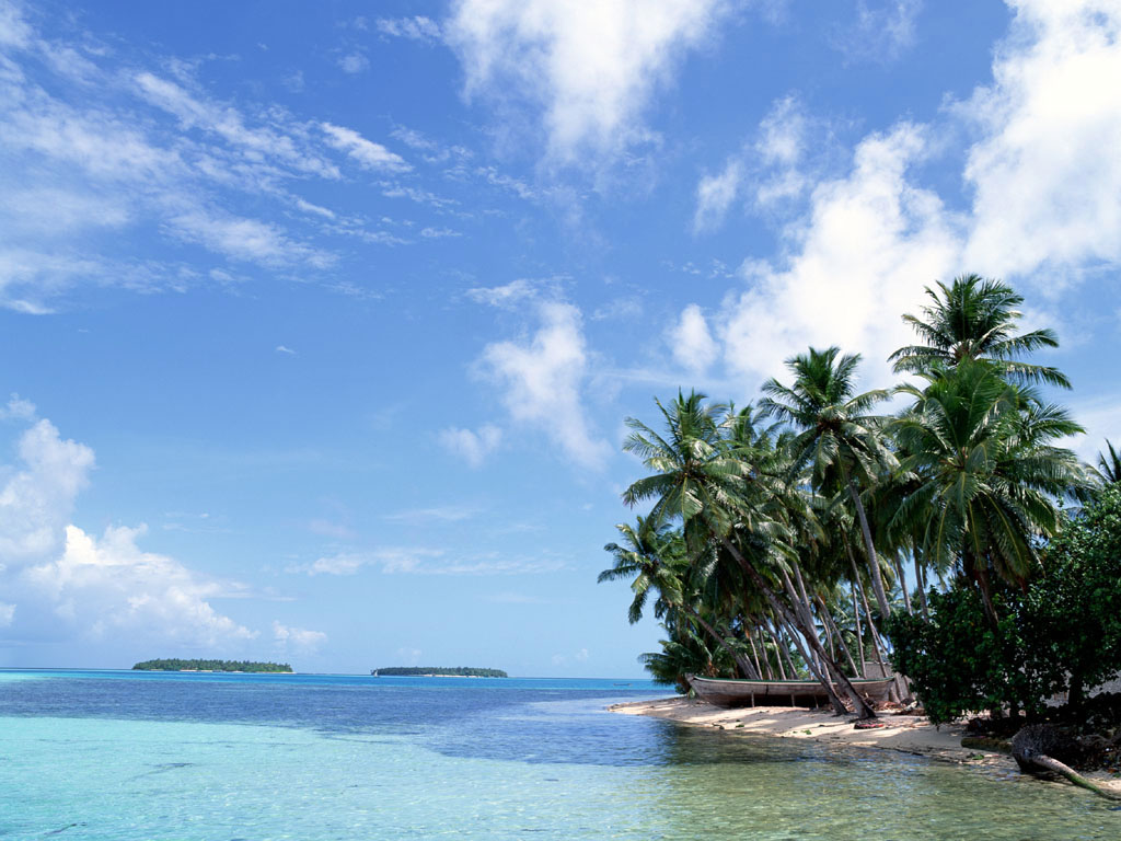 Live Wallpapers For Desktop Free Download Group - Beach In A Coconut Tree - HD Wallpaper 
