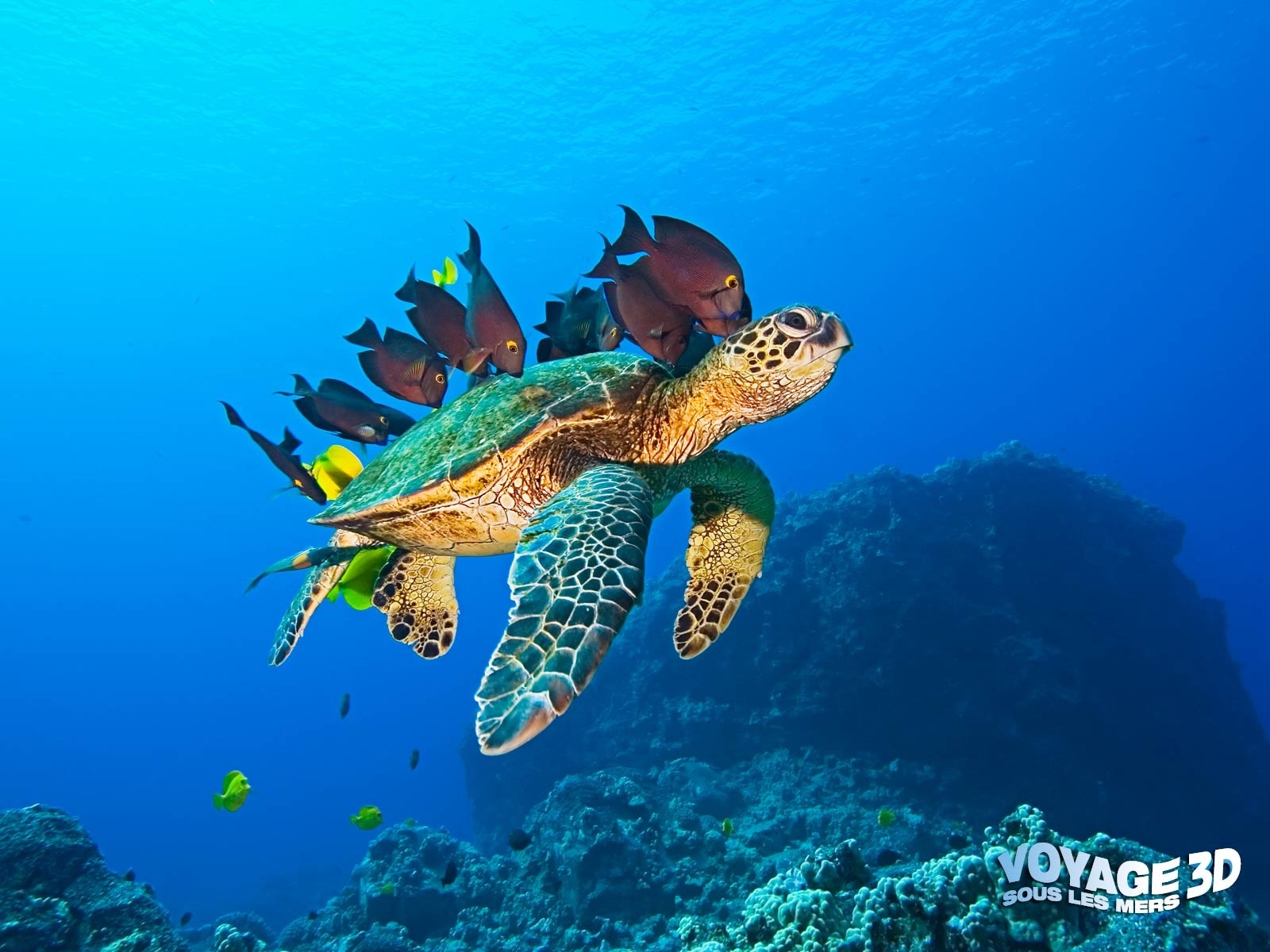 Ocean World 3d - HD Wallpaper 