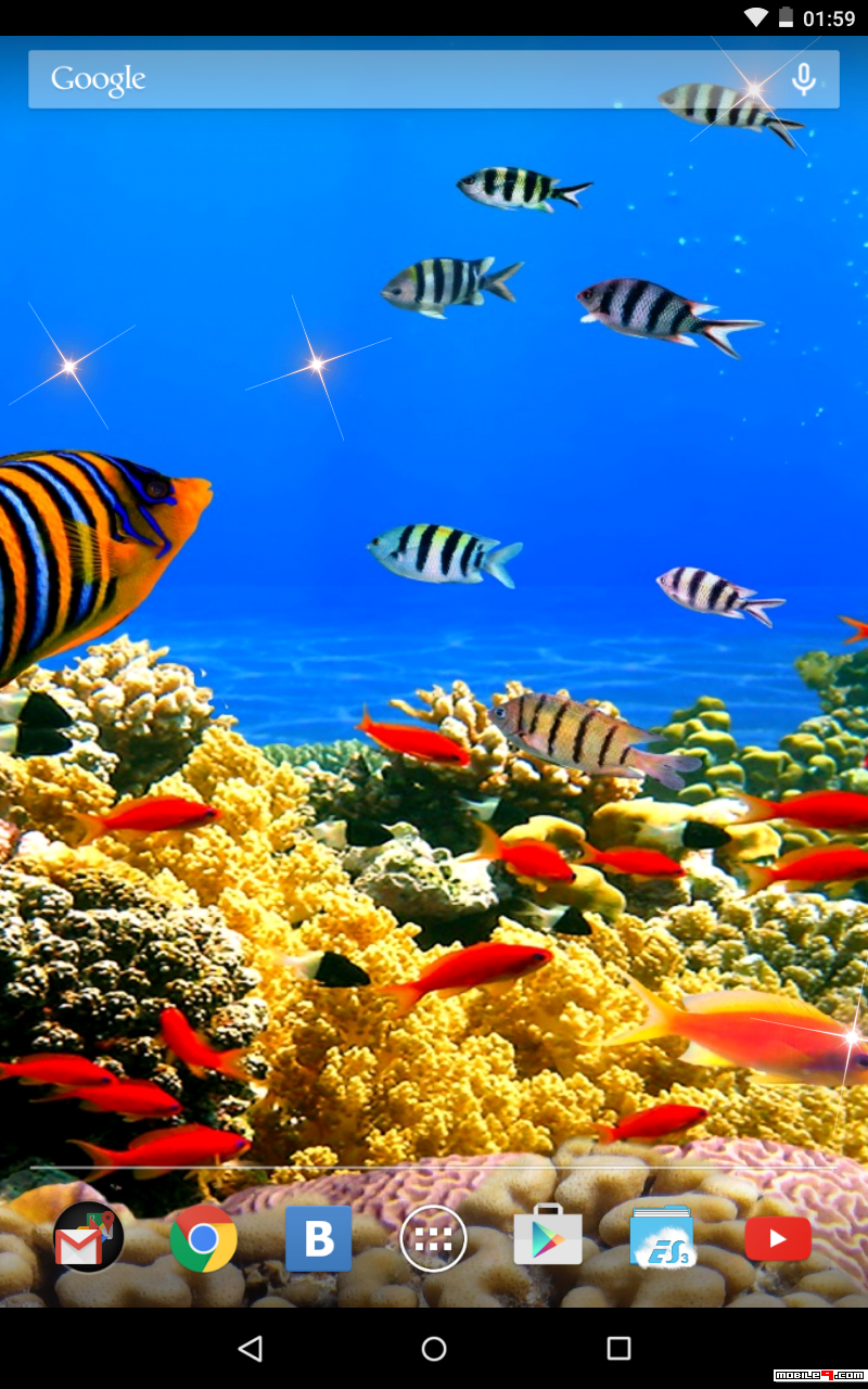 Barriera Corallina Gif - HD Wallpaper 