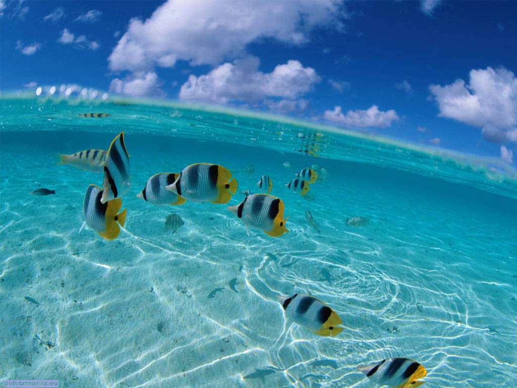 Under Ocean Background Wallpaper Wallpaper Hd Background - Tropical Fish  Desktop Backgrounds - 1024x768 Wallpaper 