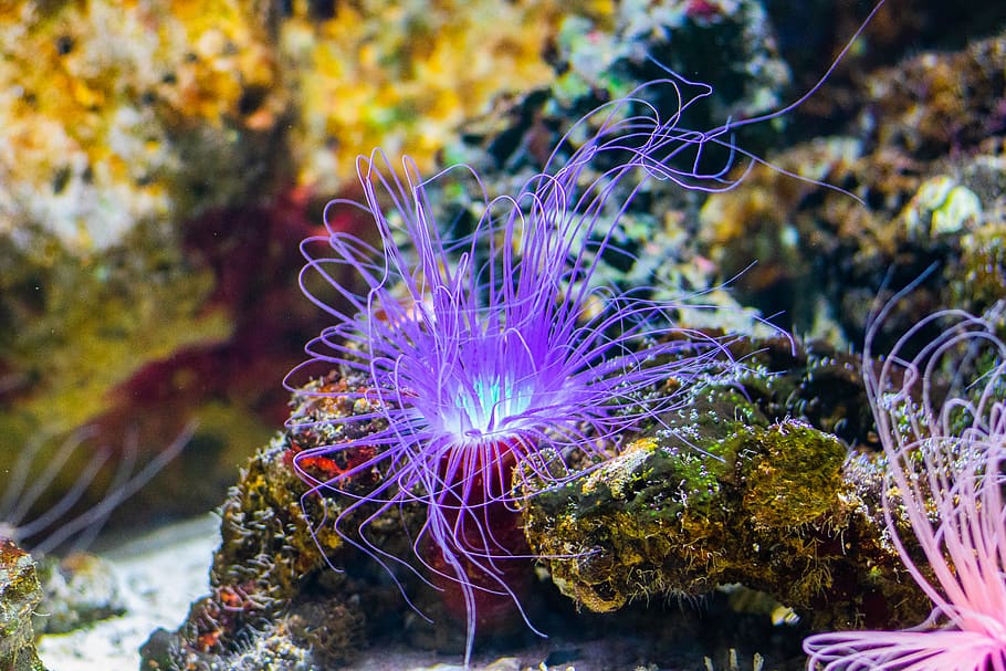 Purple And Pink Under-water Plants, Sea, Nature, Outdoors, - Underwater Ocean Aquatic Plants - HD Wallpaper 
