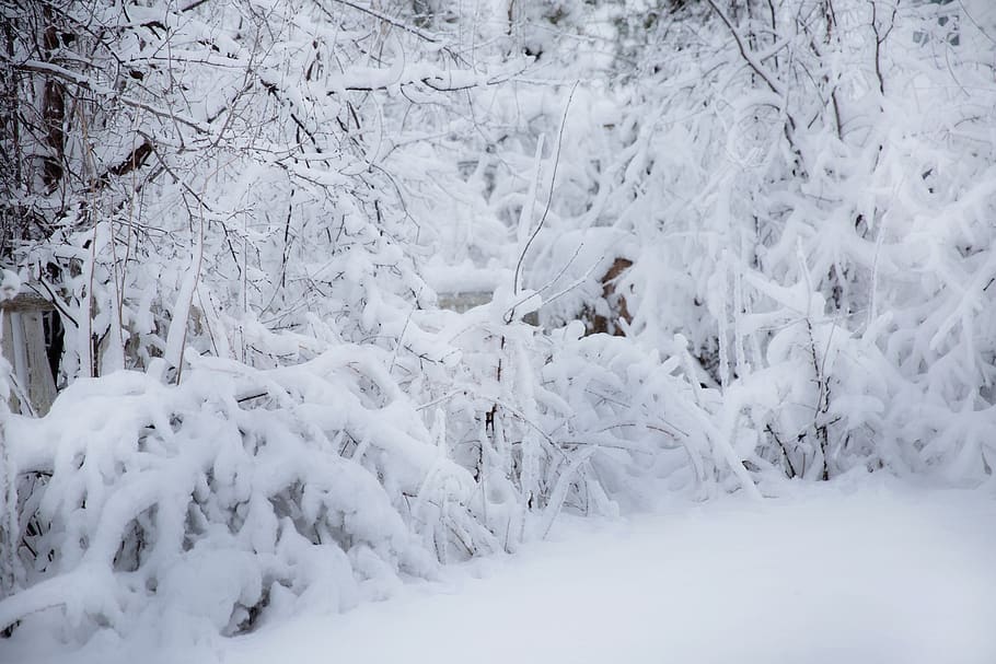 Winter, Snow, Cold, Frost, Frozen, Background, Trees, - Zima Zdjęcie W Tle - HD Wallpaper 