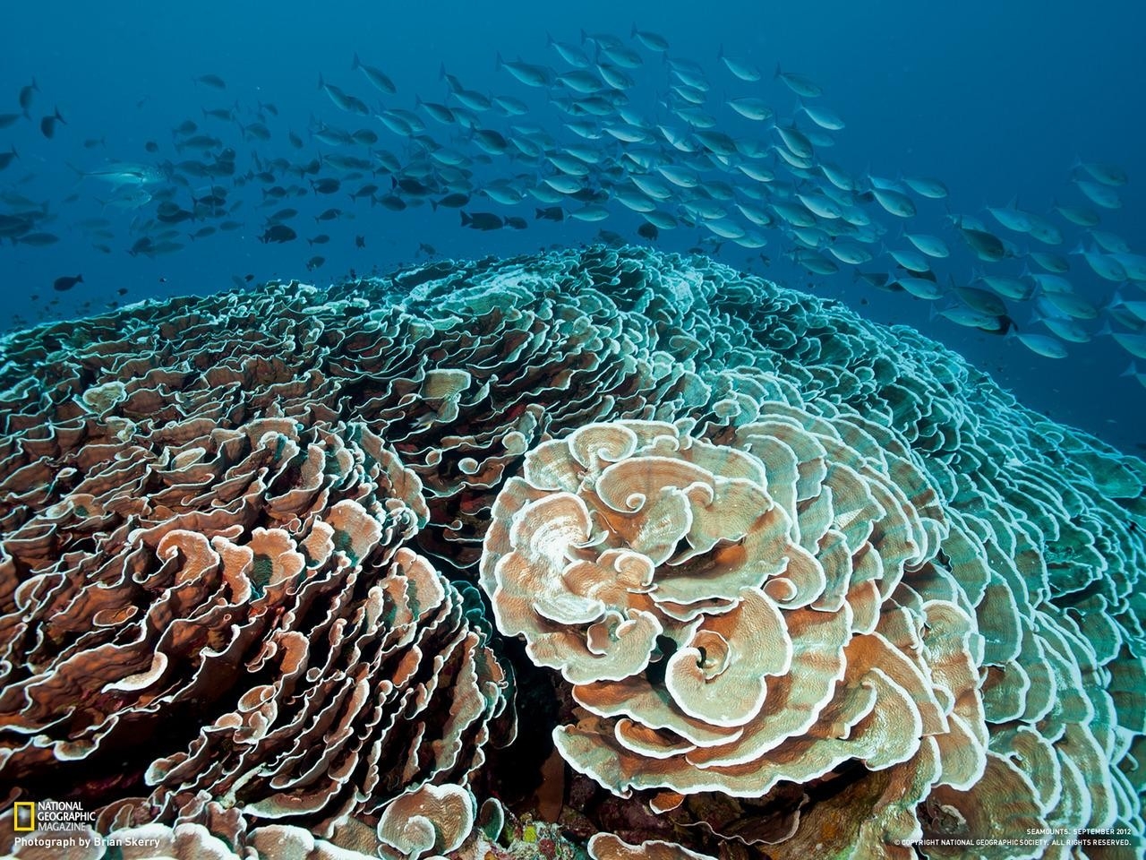 Underwater Sea Cabbage - HD Wallpaper 