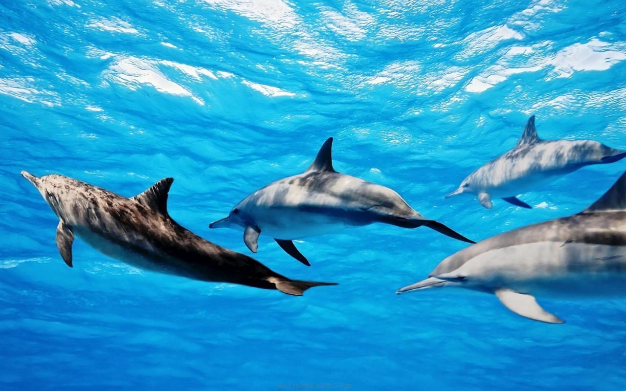 Ocean Wallpaper - Natural Heritages In Sri Lanka - HD Wallpaper 