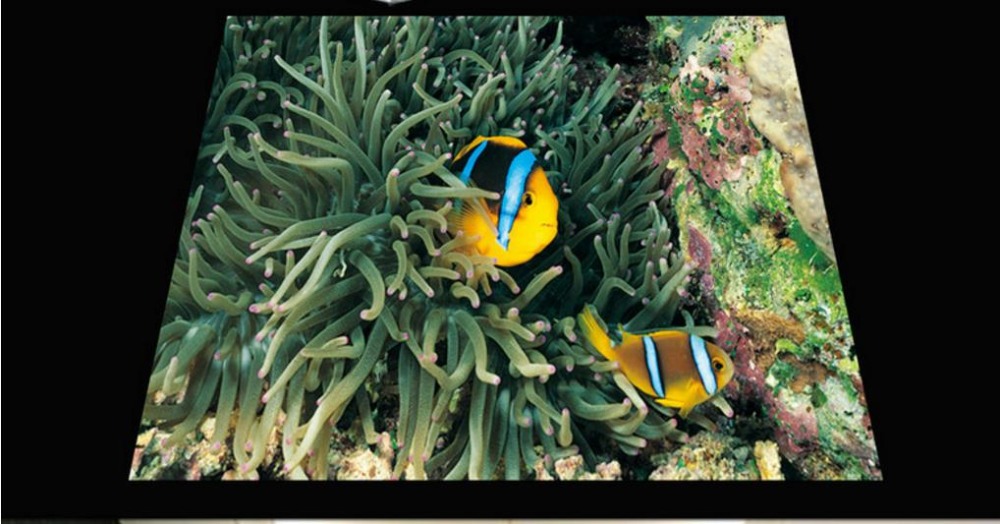 Organism - HD Wallpaper 