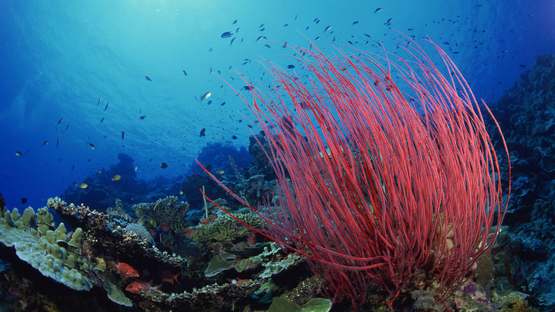 Aquatic Plants In Pacific Ocean - HD Wallpaper 