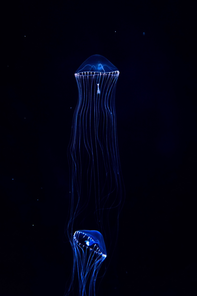 Wallpaper Jellyfish, Underwater World, Dark, Tentacles - Underwater Dark Wallpaper Ud - HD Wallpaper 