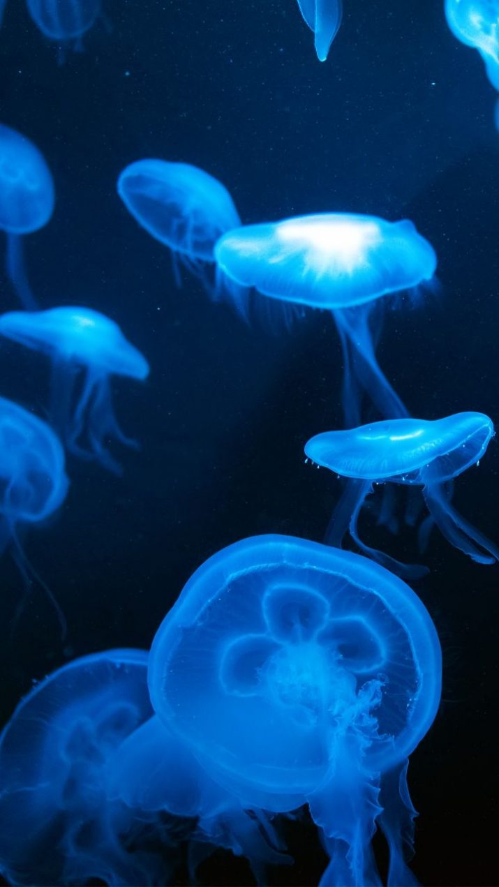 Jellyfish - HD Wallpaper 