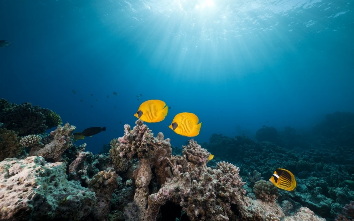 Download Wallpaper Yellow Fishes In The Ocean - Opus Aquarium Filter Pump - HD Wallpaper 