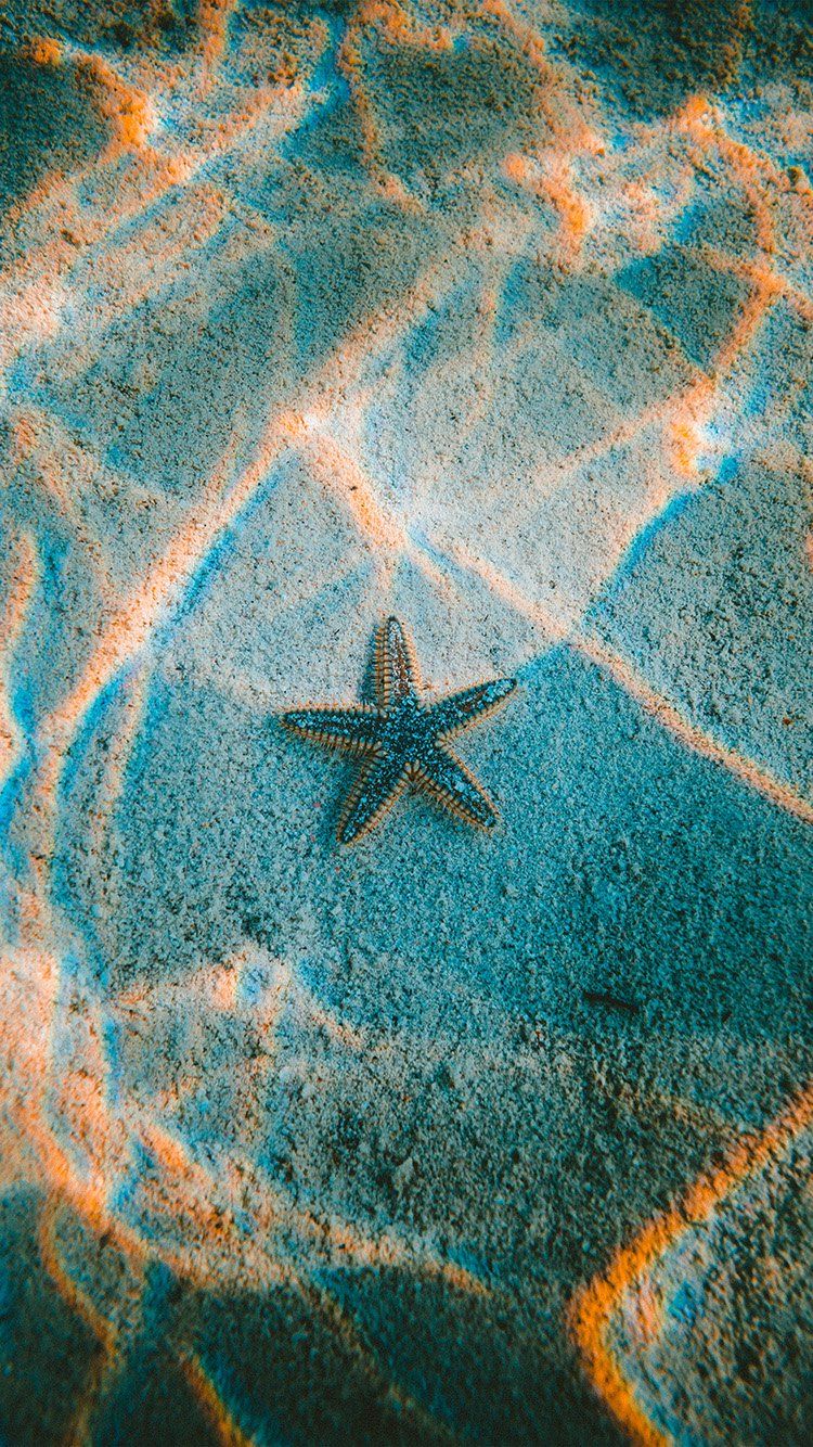 Sea Star - HD Wallpaper 