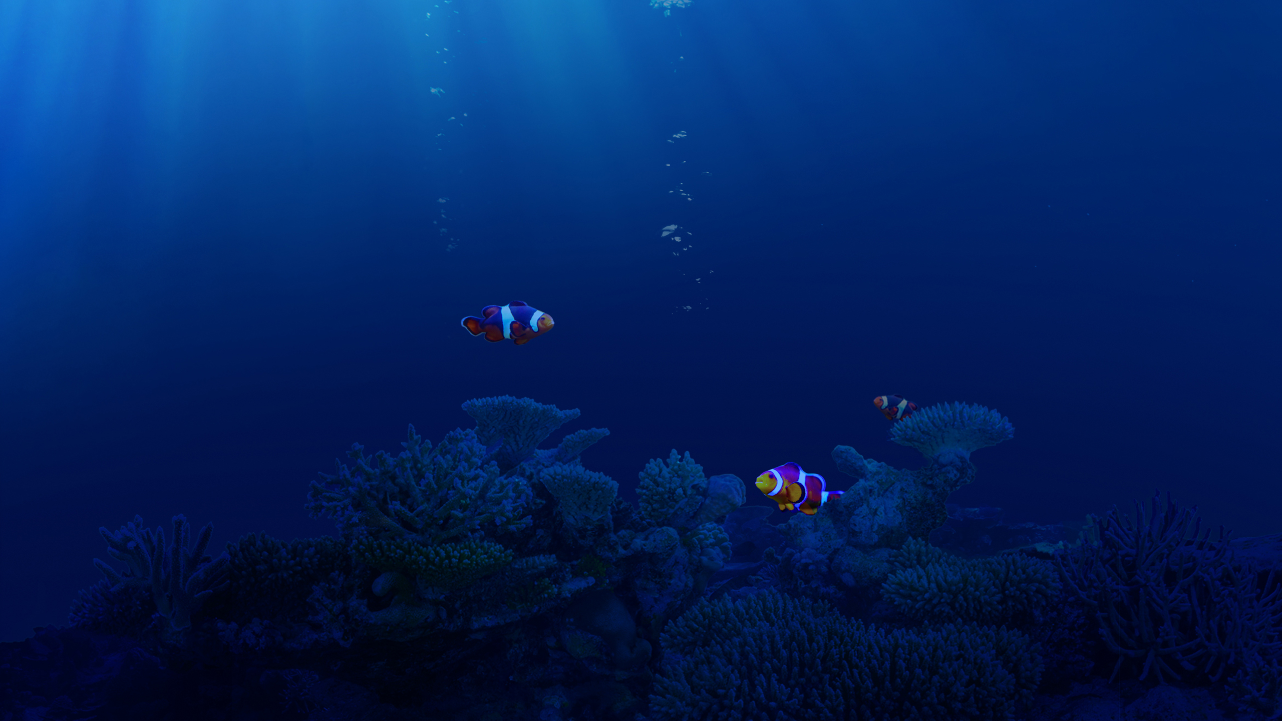 Life Underwater - Hd Underwater - HD Wallpaper 
