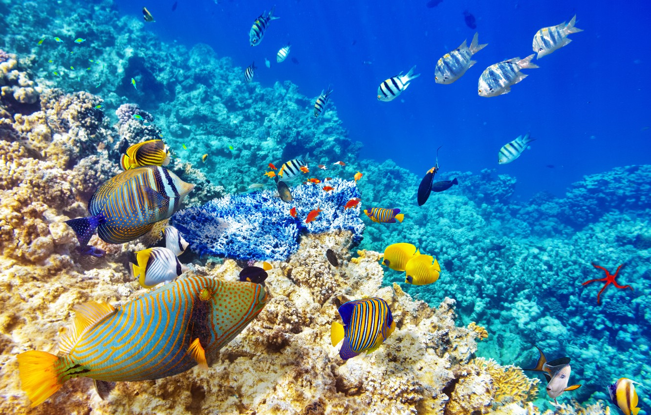 Photo Wallpaper Fish, The Ocean, World, Underwater - Coral Reef Wallpaper Hd - HD Wallpaper 