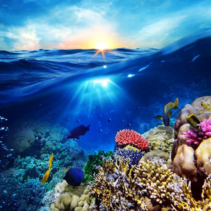 Iphone 5 Natureza - HD Wallpaper 