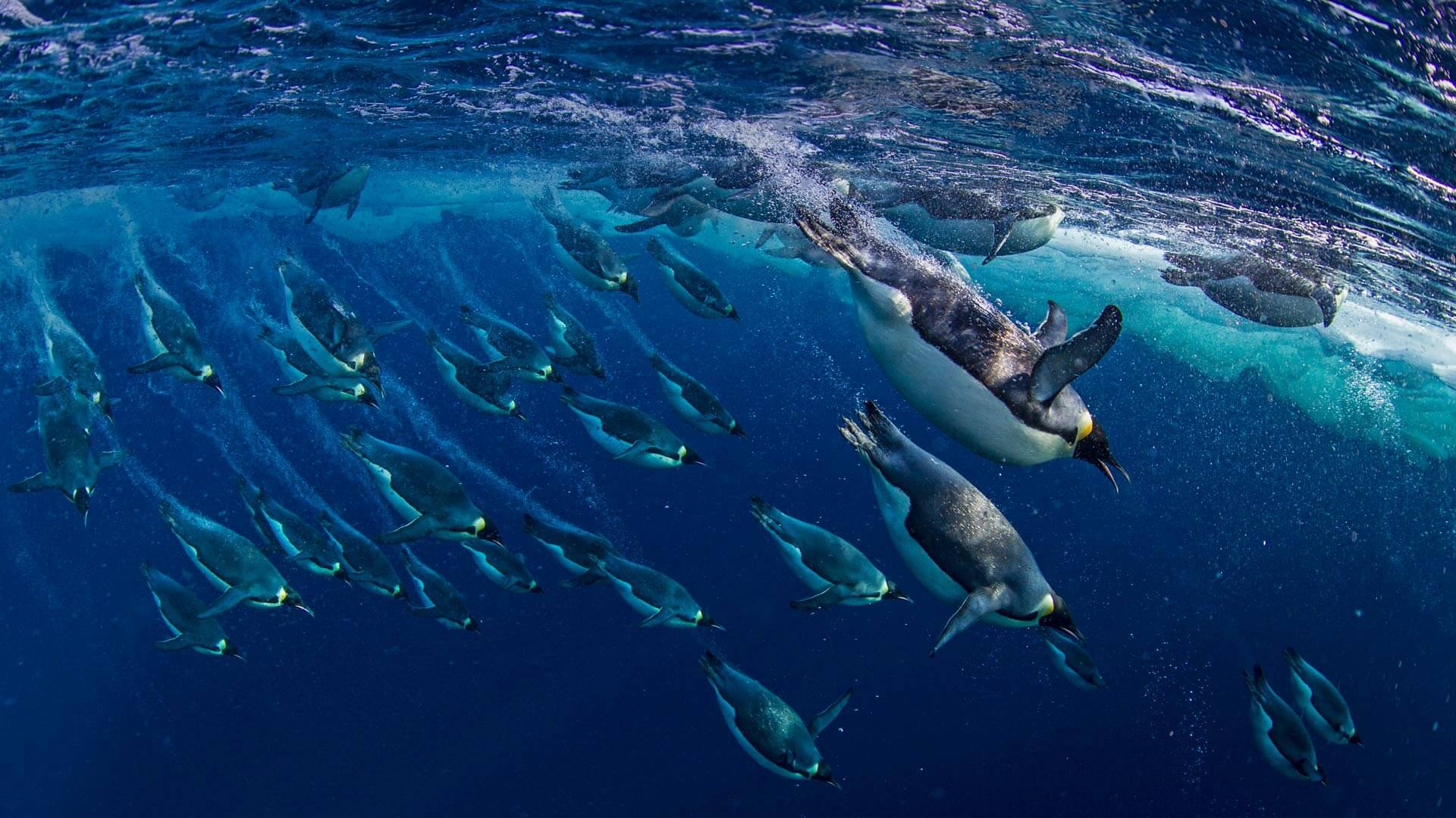 Emperor Penguin In Sea - HD Wallpaper 