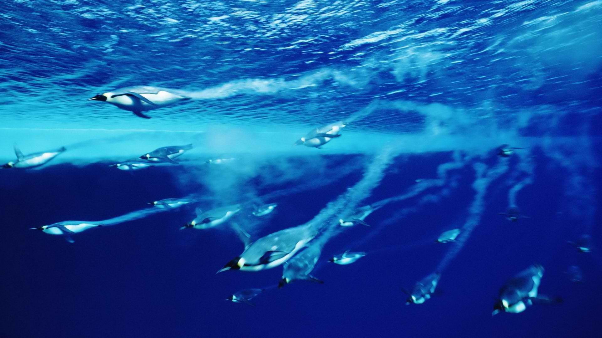 Diving Penguins Deep Blue Water Wallpaper - Penguins Diving - HD Wallpaper 