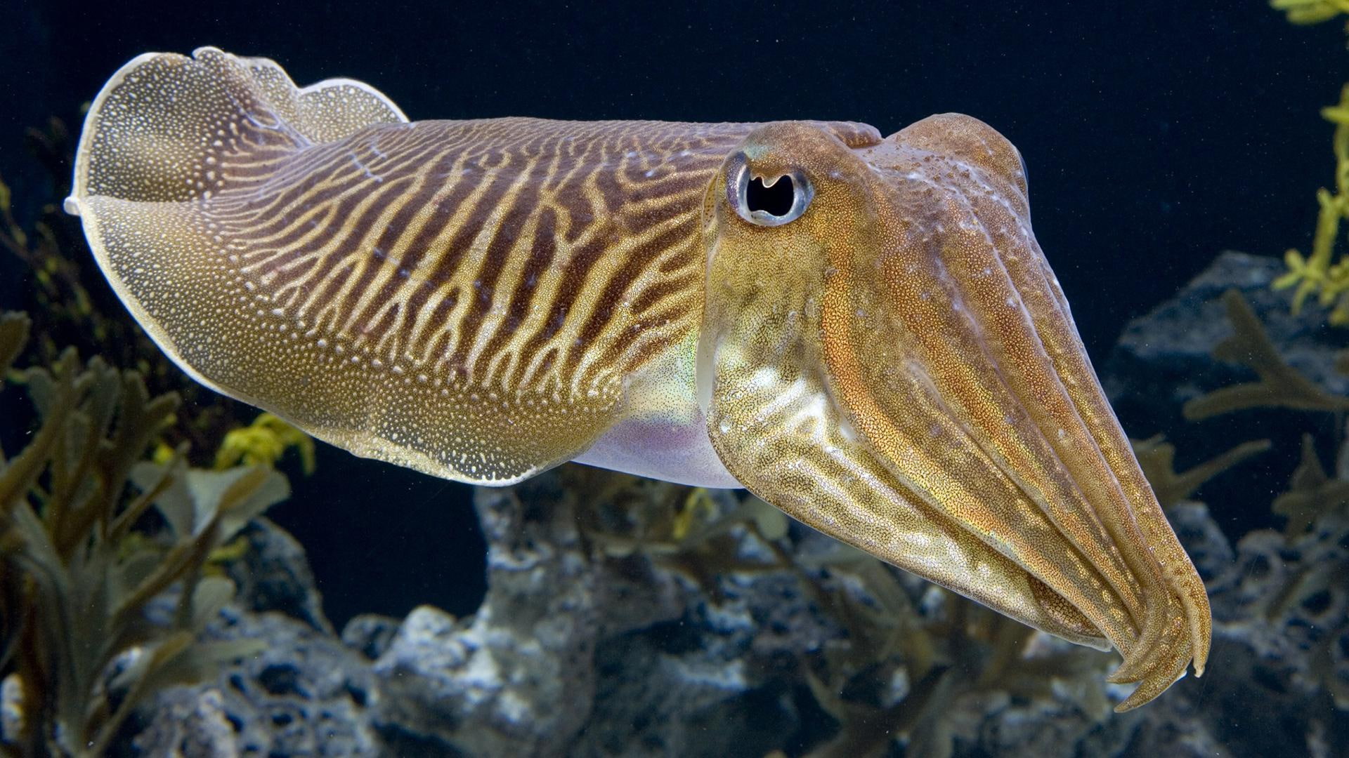 Ocean Cuttlefish - HD Wallpaper 
