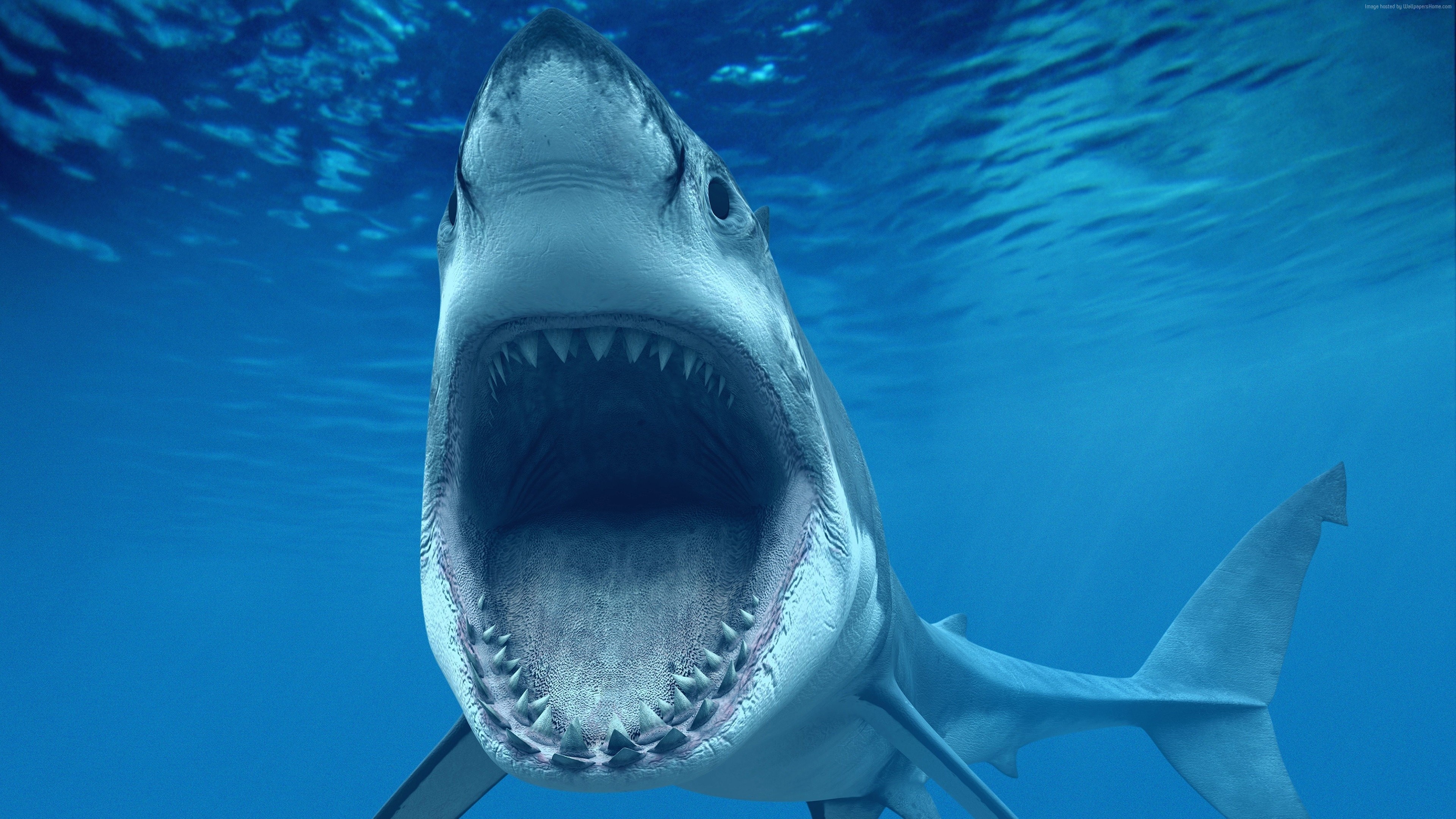 Great White Shark 4k - HD Wallpaper 