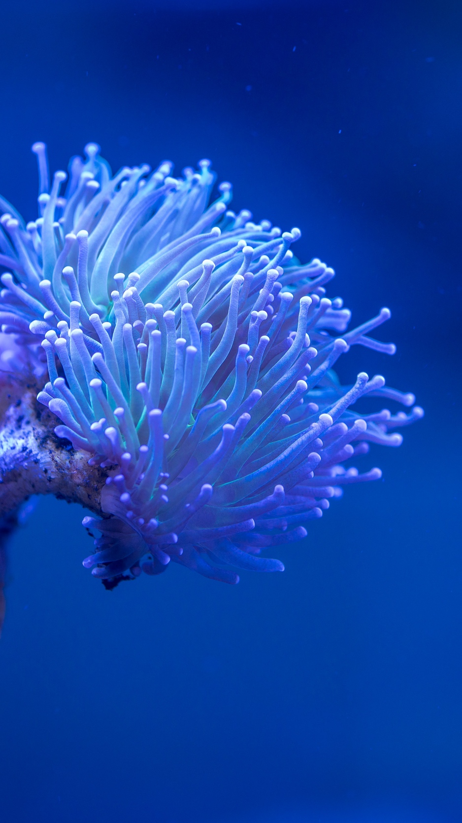 Wallpaper Coral, Sea, Depth, Macro, Underwater - Coral Blue Background Ipad - HD Wallpaper 